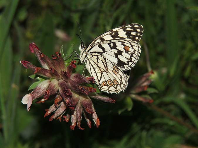 Melanargia ines